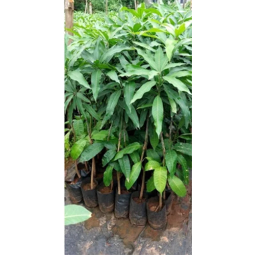 Langra Mango Plant