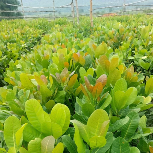 Cashew grafted plants