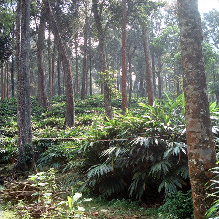 इलायची का पेड़