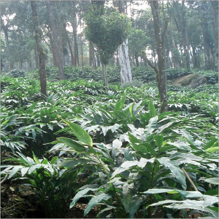 इलायची की बागानें