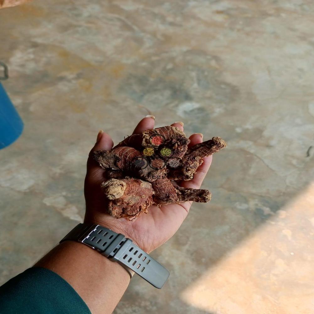 Kulanjan Root - Age Group: Suitable For All