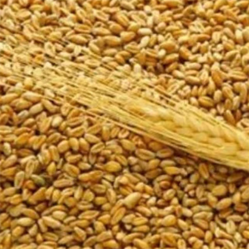Indian Pure Wheat
