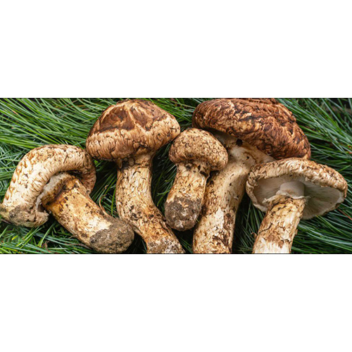 Songyi Mushroom Extract - Application: Industrial