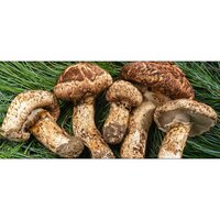Songyi Mushroom Extract - Application: Industrial