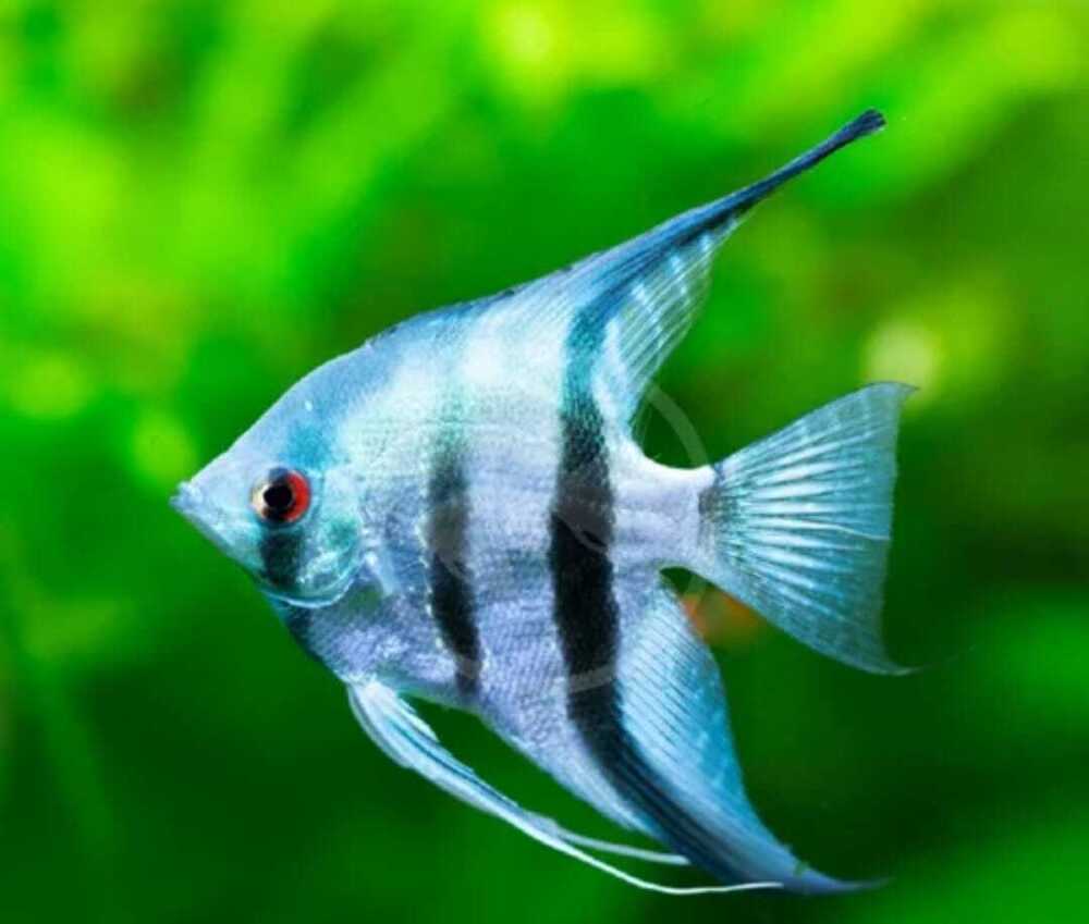 Blue Angle Fish - Life Span: 2 A 10 Years