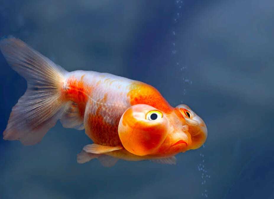 Bubbleeye Goldfish - Feature: Active