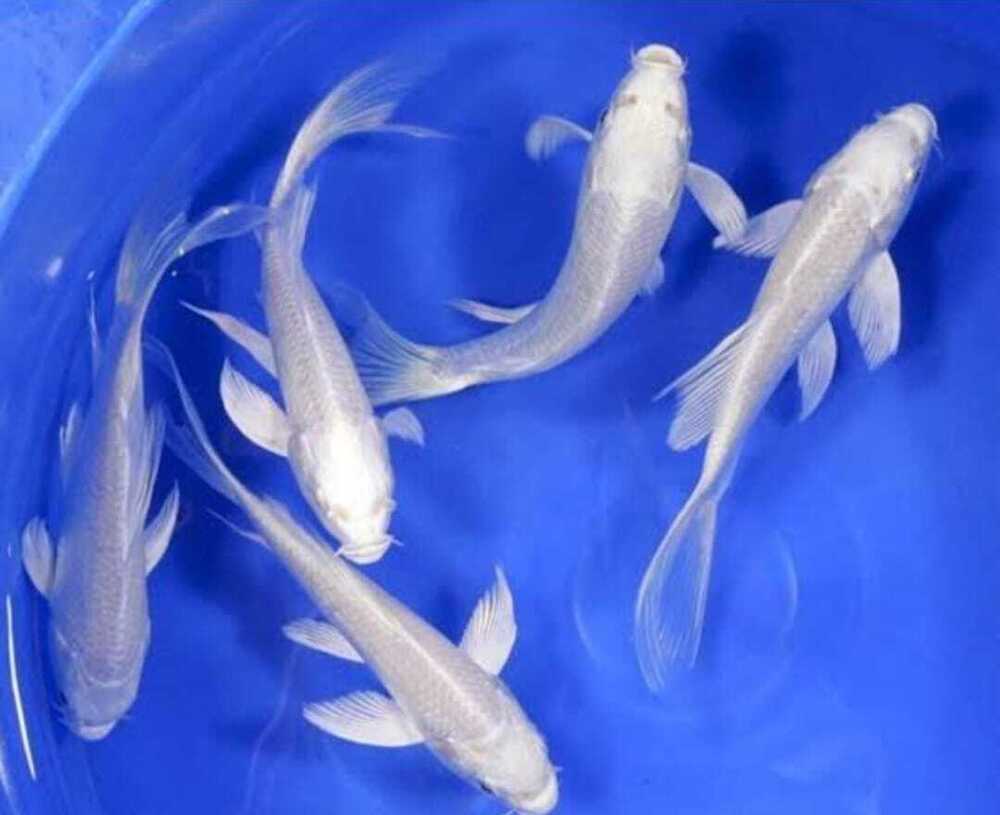 Milkycarp Fish - Feature: Active
