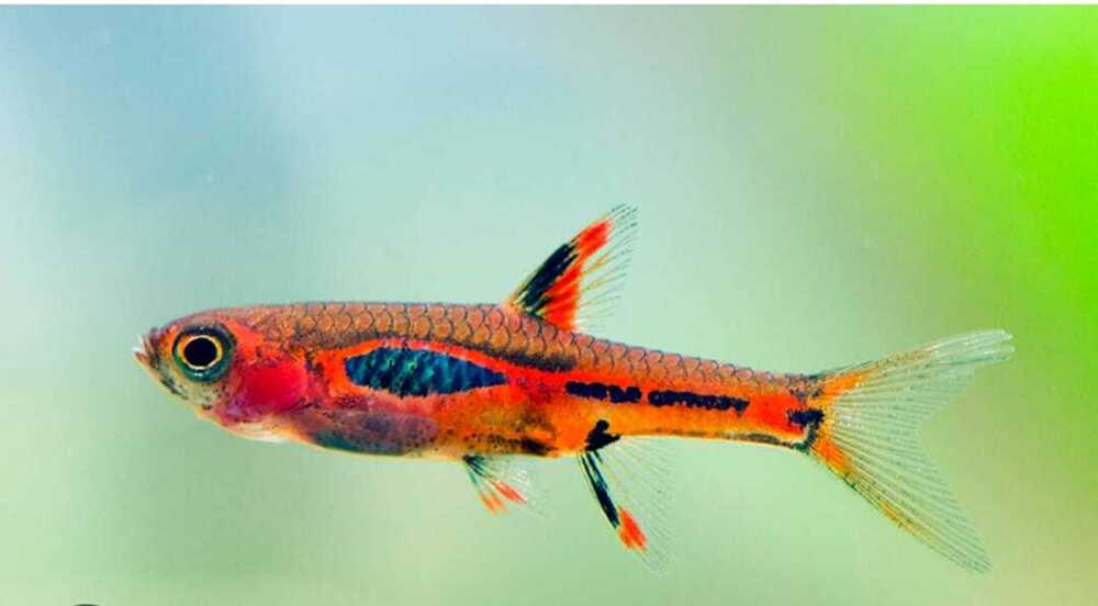 Mosquito Rasbora - Material: Polypropylene
