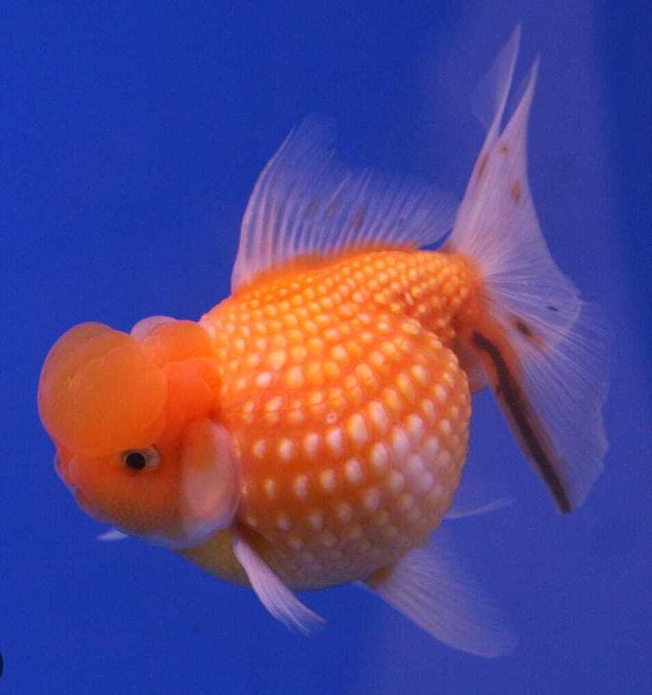Pearlscale Goldfish - Color: Orange