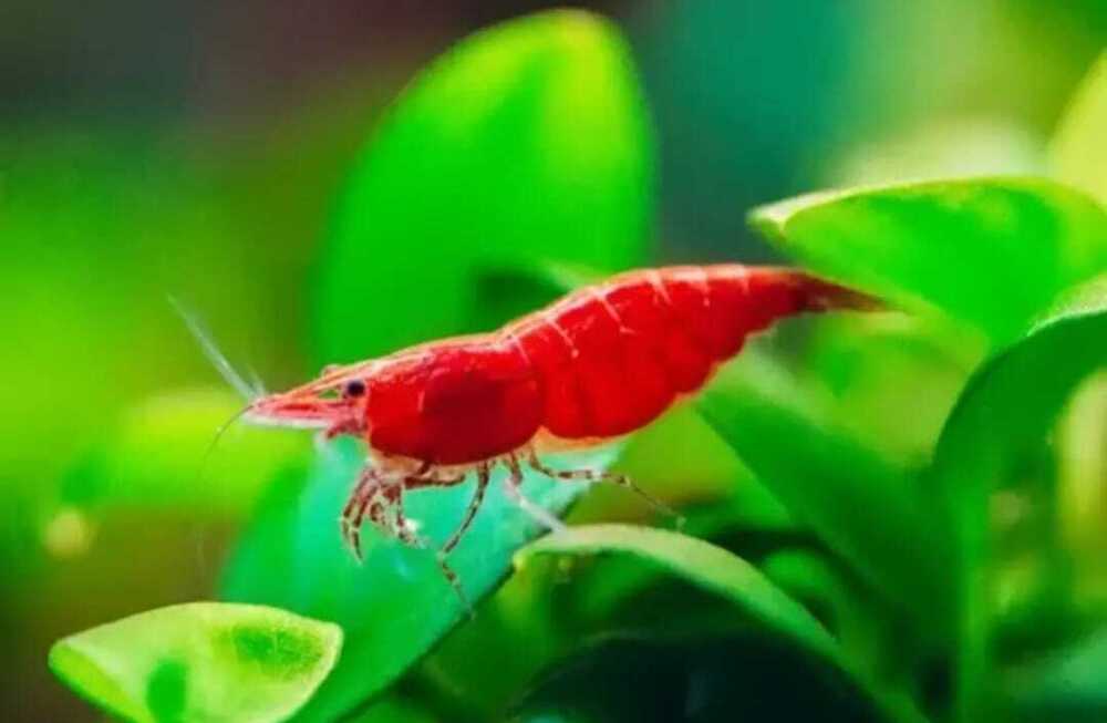 Red Shrimp Planted Fish - Feature: Active