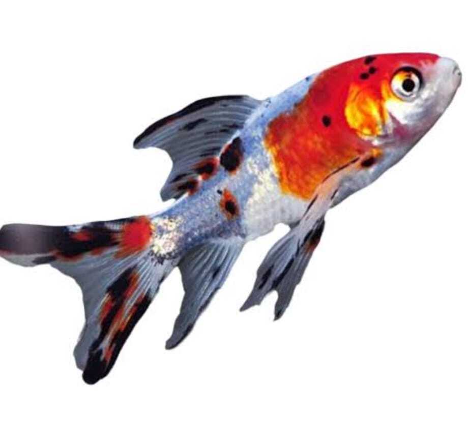 Suvanking Fish - Color: Multicolor