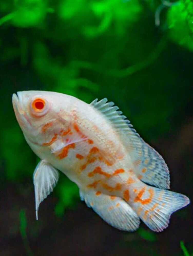 White Oscar Fish - Life Span: 2 A   10 Years