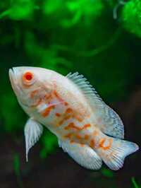 White Oscar Fish - Life Span: 2 A   10 Years