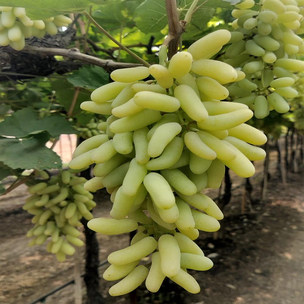 Fresh Grapes
