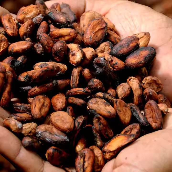 शेल कोको बीन्स