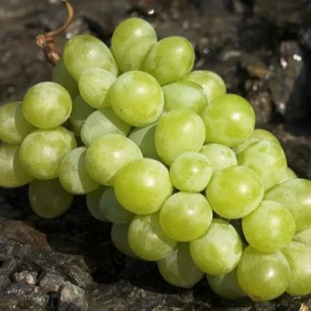 Fresh Grapes