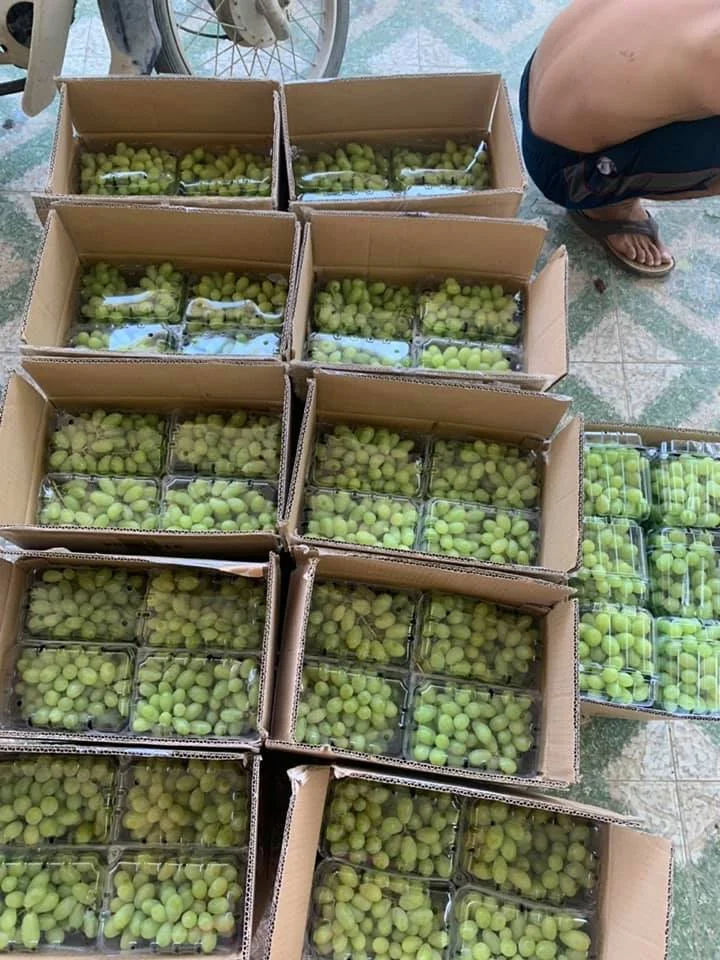 Fresh Grapes - Color: Green