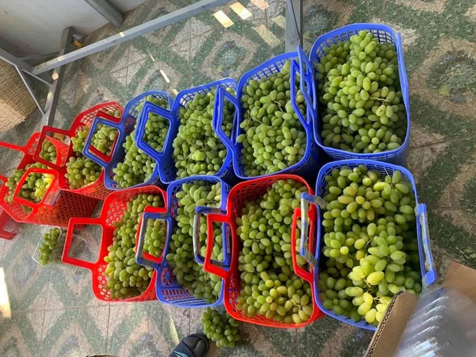 Fresh Grapes - Color: Green
