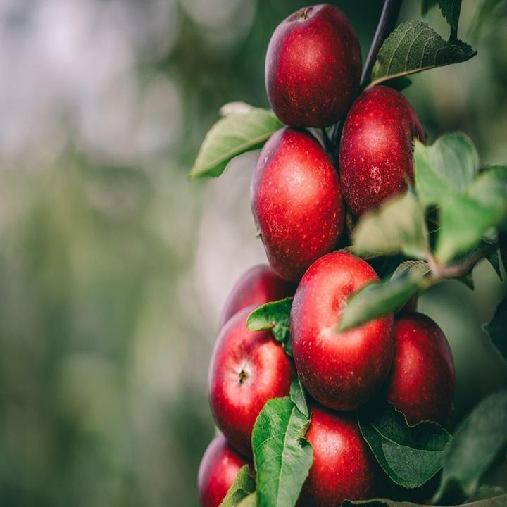 Fresh Royal Sweet Apple