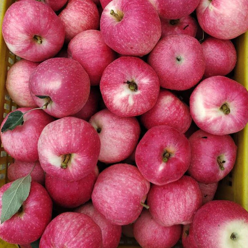 Fresh Gala Apple - Color: Red