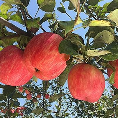 Fresh Fuji Apple - Color: Red