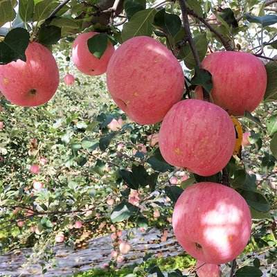 Fresh Fuji Apple - Color: Red