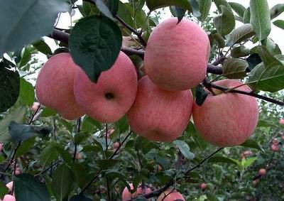 Fresh Fuji Apple - Color: Red