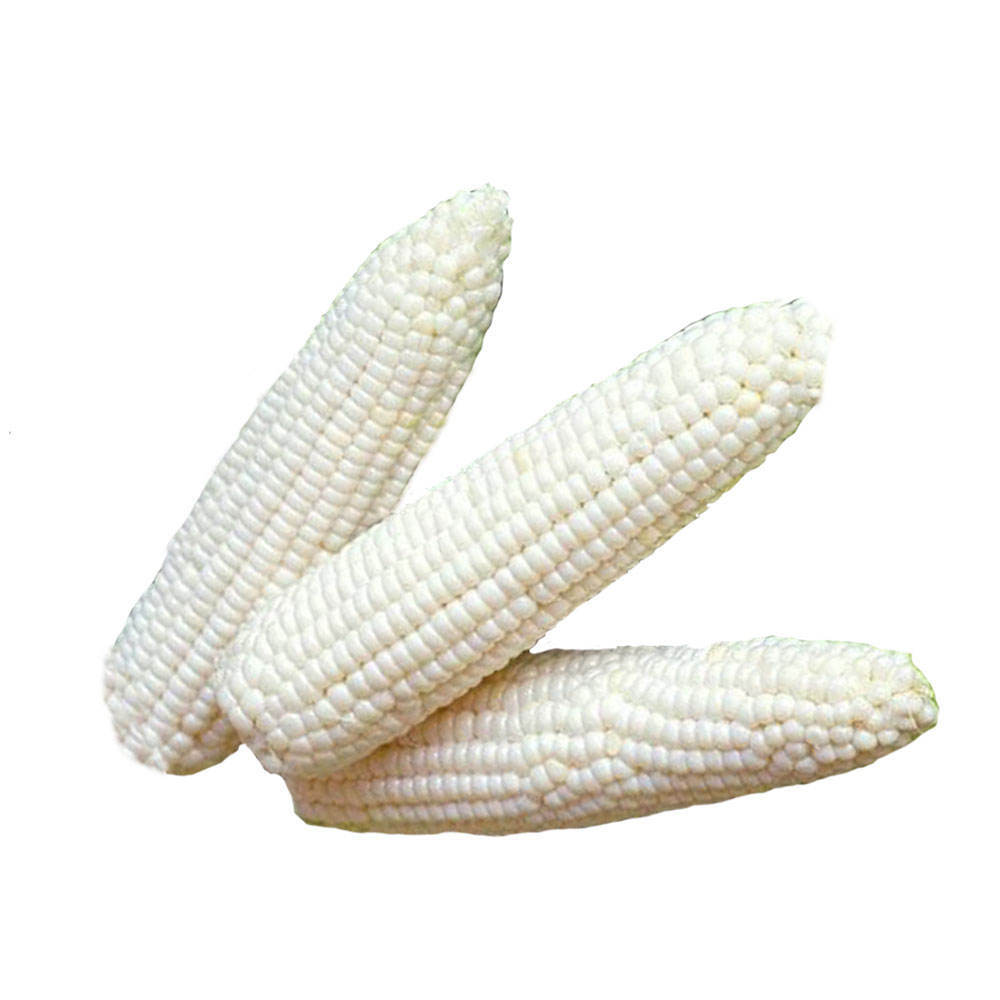 White Corn Seeds