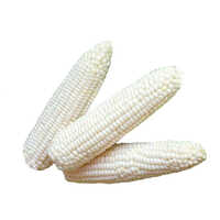 White Corn Seeds - Cultivation Type: Organic