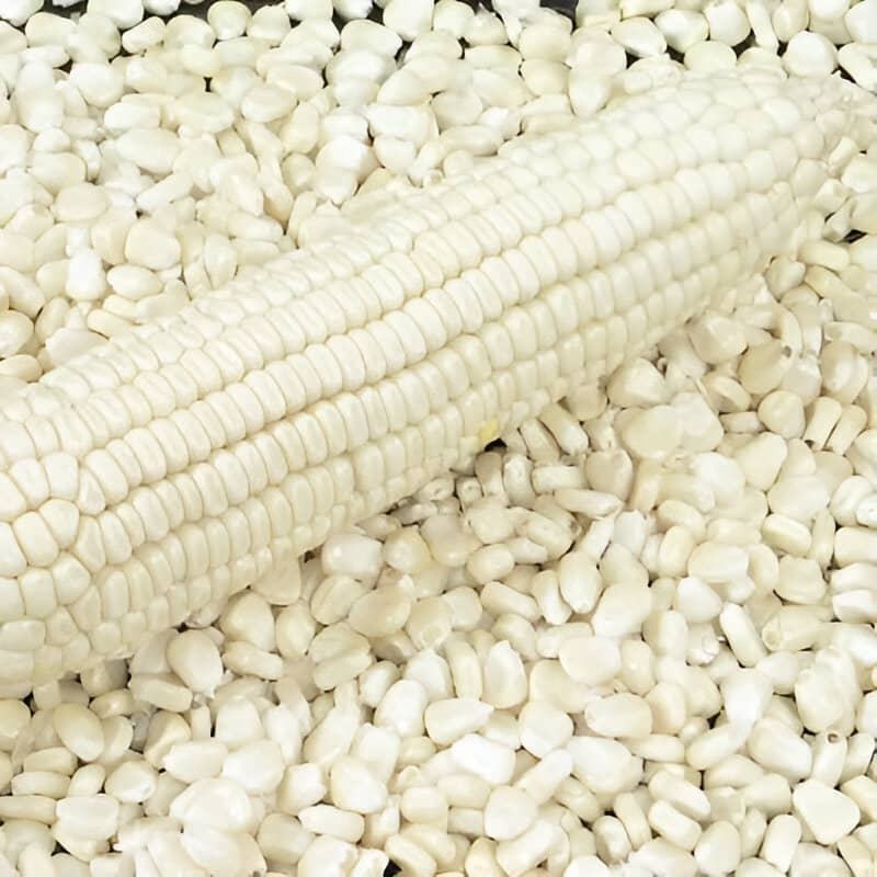 White Corn Seeds - Cultivation Type: Organic