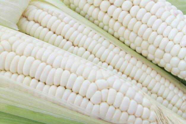White Corn Seeds - Cultivation Type: Organic
