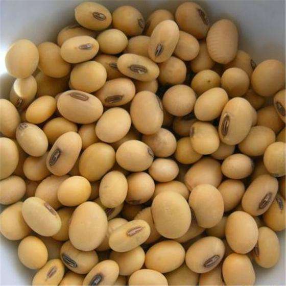 Soybean Seeds - Cultivation Type: Organic