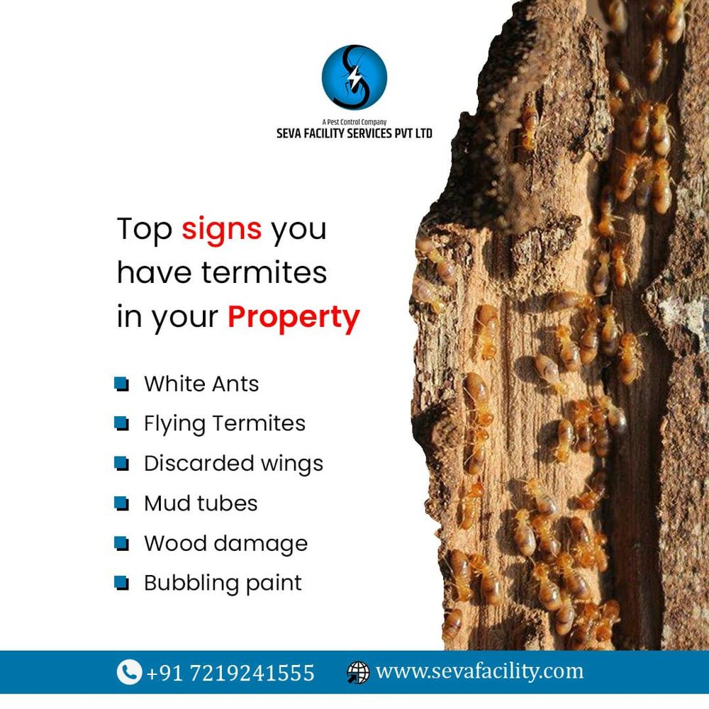 Anti Termite Soil Treatment Services