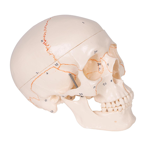 3 Part Adult Human Skull With Highly Detailed