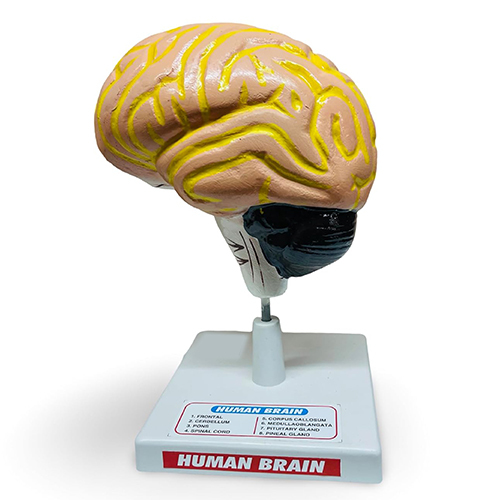Human Brain Mode