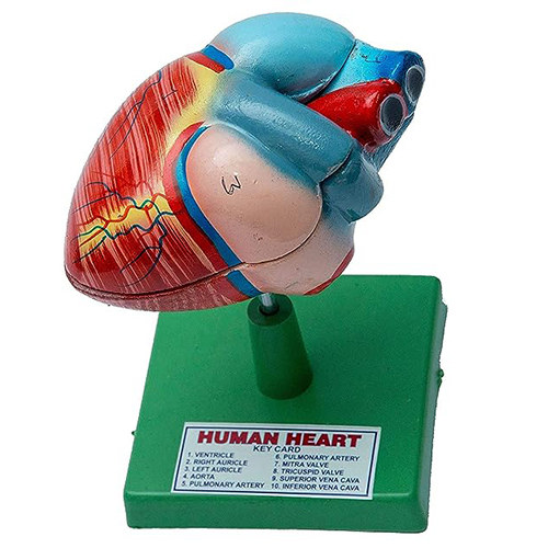 Human Heart Model