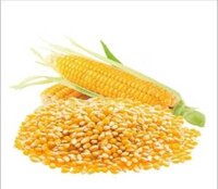 Yellow Maize Grains - Cultivation Type: Organic