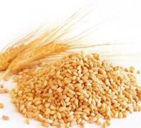 Premium Wheat Whole Grains - Color: Yellow