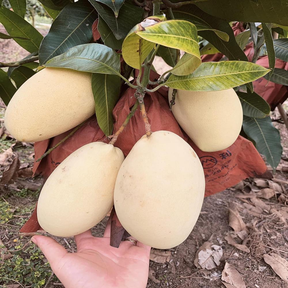 Paper bag for fruit protection