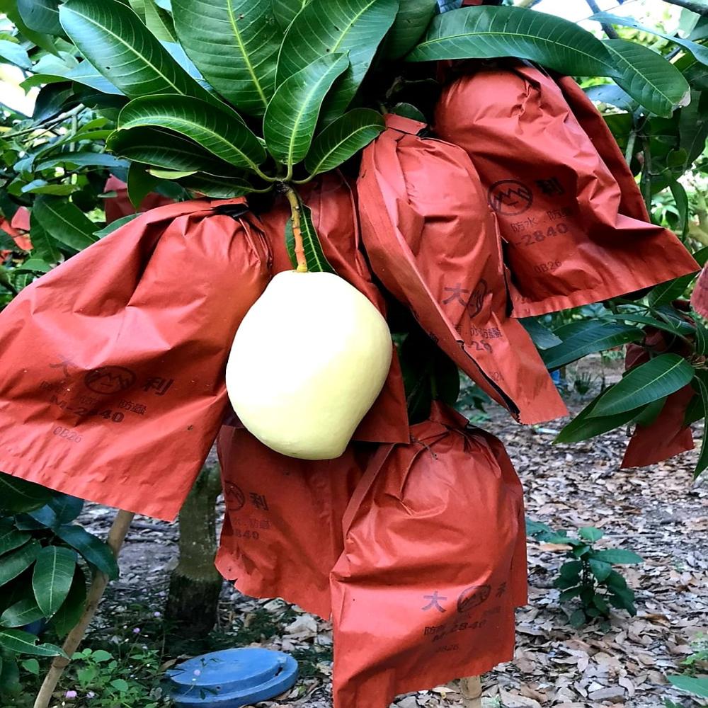 Fruit Protection Bags