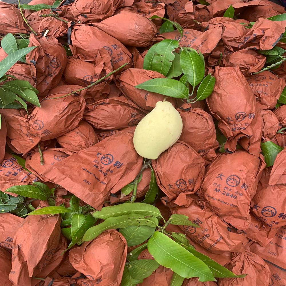 Fruit Protection Bags