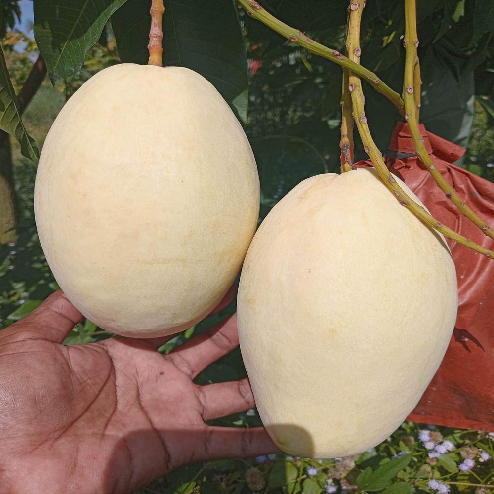 Fruit Protection Bags