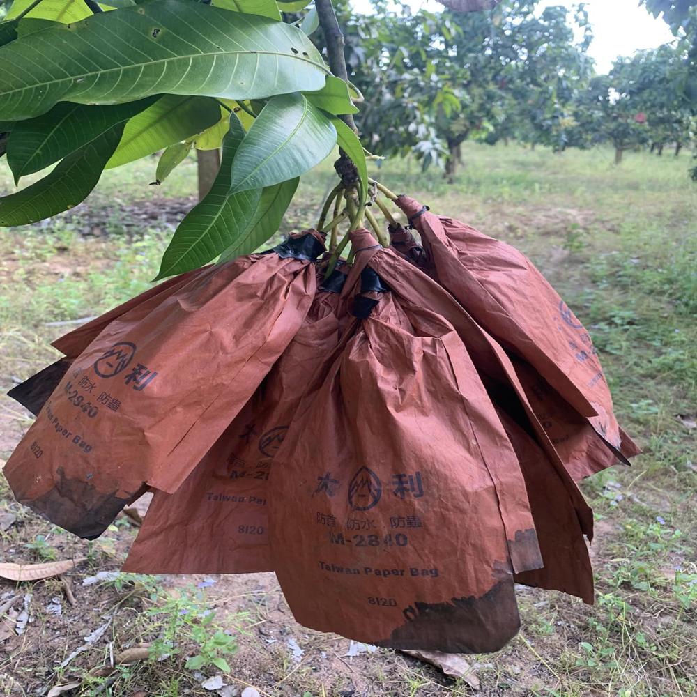 Fruit Protection Bags