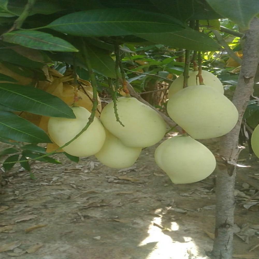 Fruit Protection Bags