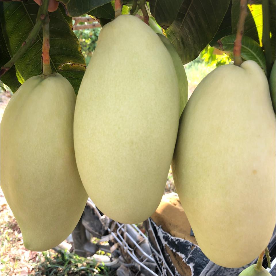 Fruit Protection Bags