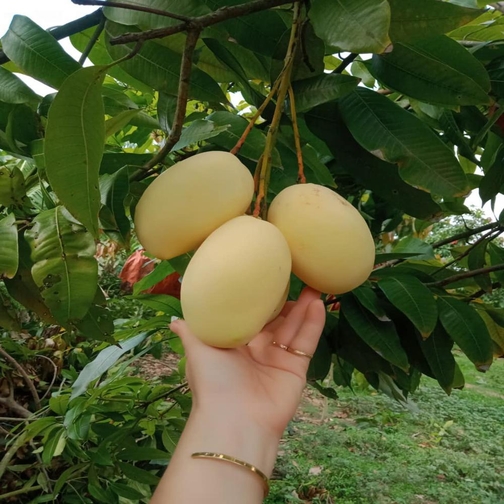 Fruit Protection Bags