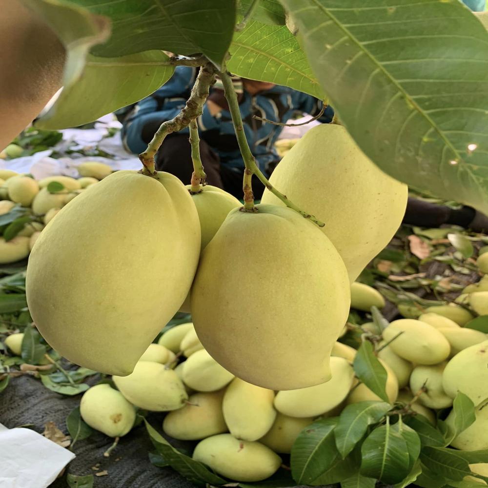 Fruit Protection Bags