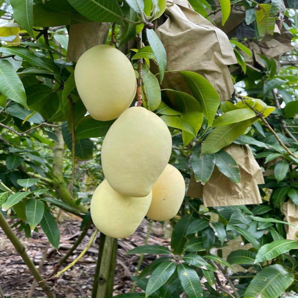 Fruit Protection Bags