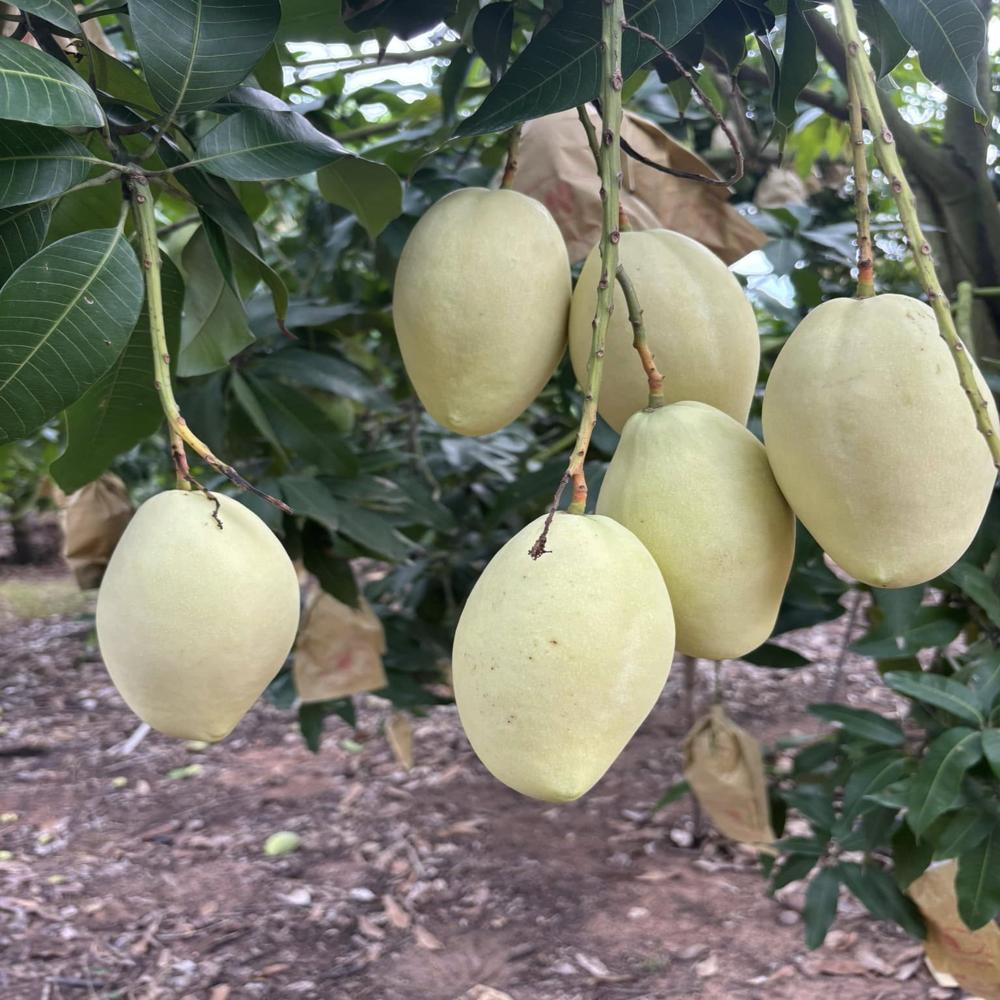 Fruit Protection Bags