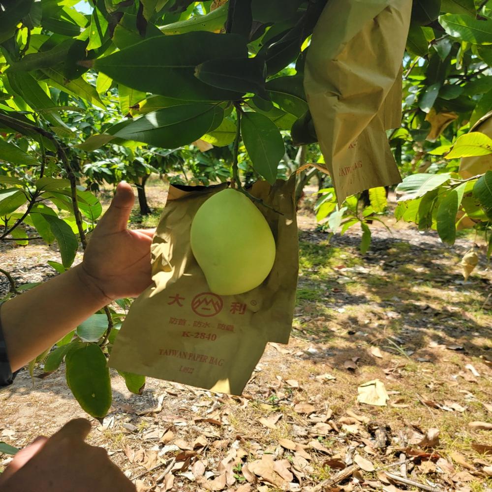 Fruit Protection Bags